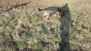 GERMAN SHEPHERD CINDY TRACKING TRAINING