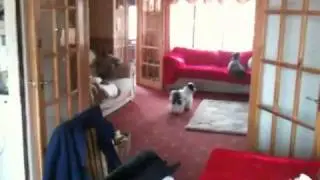Dippy dog