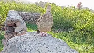 The gray francolin voice tetar ki awaz teetar sounds