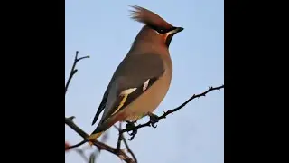 Bohemian waxwing 3h Bird sound.