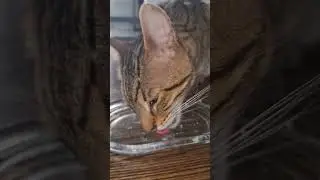 watch Herb clean out a plate of @inabachuru #cats #catvideo #catshorts #cat #catfamily