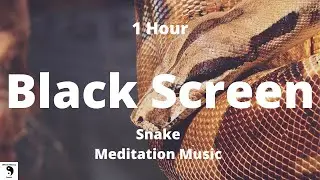 Black Screen Snake Meditation Music - Music for Snakes - Relaxing Music - Stress Relief - 1 Hour