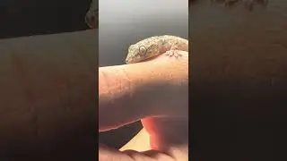 Schafft er den Sprung 🦎?  #gecko #geco #геккон #animals #animales #shorts #paraguay #shortvideo