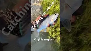Catching dinner #virginia #croakers #fishing #fish #shorts