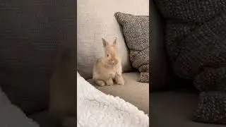 Ce b&eacute;b&eacute; lapin est si mignon !