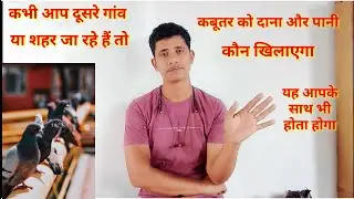 कभी आप दूसरे गांव शहर जा रहे हैं तो कबूतर का दाना और पानी  इस तरीके से करके जाए  टेंशन से फ्री हो जा