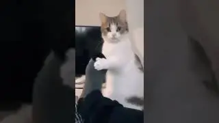 best cat breed