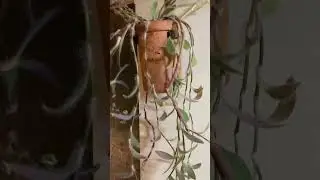 Wandering Jew plant  🌱