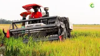 Nice Activities Safety Operator Harvester Working In Muddy Skills Techniques Cropping Machinery