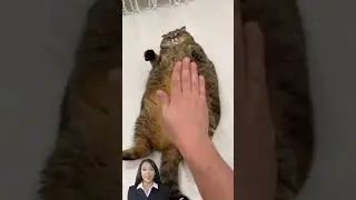 Very silly animals #animaltok #funnyanimals #cuteanimals #animalsoftiktok #dogsoftiktok #catsoftikt