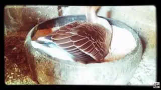 Gurk kaz ve kazlar hakkında herşey, #kazlar