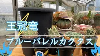 【美】王冠竜、ブルーバレルカクタスと呼ばれるサボテン