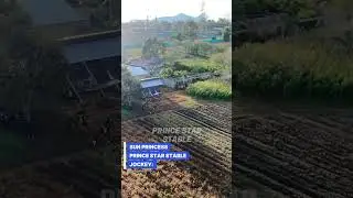 Sun Princess Pacuan Kuda Tompaso 29 November 2025 Prince Star Stable #viral #viralshorts #drone