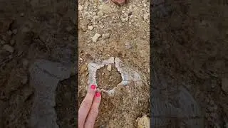 5-11 Million years old Clypeaster fossil (Echinoid). Late Miocene. Crete island. #fossil