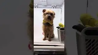 Jungjak- ADOPTED!