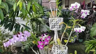 Koleksi Baru Anggrek Di Taman Depan