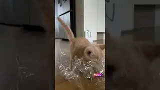 Pet Funny 🐶🐕: #FunnyCats #AnimalAntics #PetFails #PetEntertainment