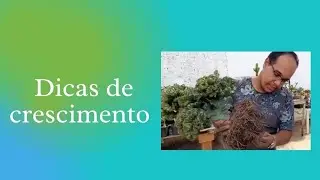 Euphorbia Lactea Cristata/replante/ substrato/dicas de crescimento.
