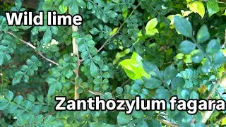 Let's Talk Trees: Wild lime (Zanthozylum fagara)
