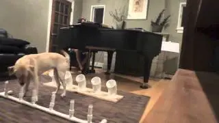 Scent Training devices-
