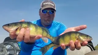 Fall Perch and Bluegill Fishing!! (Mississippi River)