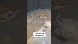 Crabs in water #vlog #story #viral #women #family #mother #parenting #vlogs #shorts #food #kitchen