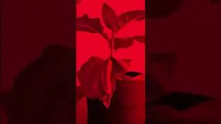 Multispectral Imaging 🔵🟢🟡🟠🔴 for Physiological Phenotyping 🌱