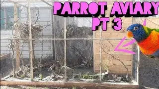How To Build A Natural Parrot Aviary - PT 3 | Fully Decorating Aviary & Releasing Birds