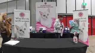 Cat Lovers Festival Sydney, 2025, Highest point cat