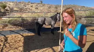 Gentling a Wild Mustang - Day 1 (Entering the Pen)