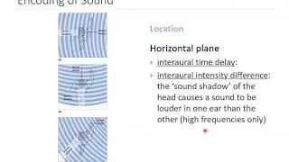 OSSM Neuro Chapter 11 - Encoding of Sound