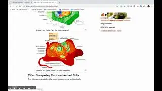 Auto Highlight Chrome Extension