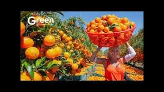 Orange Farming - Orange Harvesting & Orange Juice Making Process Factory🍊| Agriculture Technology ]