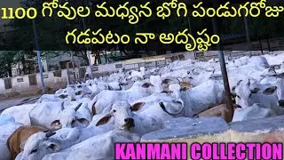 గోవుల సంరక్షణ సంఘం #guntur#kanmanicollection #vlog #2022