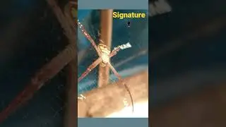 #signturespider#spidervideo#spider#short#shorts#youtubeshort#@prakashgohil18