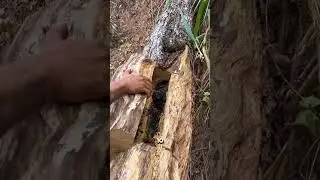 Rare Discovery