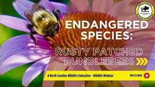 Endangered Species Web Series: Rusty Patched Bumble Bee - North Carolina Wildlife Federation