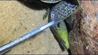 🔴Pro Diver Skills: How to Spot Seafood in Rock Gaps#0115