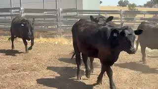 Mintor Heifers Unj