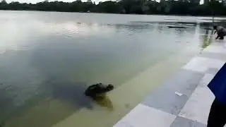 Kumir | Crocodile | Khan Jahan Ali Mazar, Bagerhat