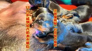 13只罗威纳奶水够吃，洋嫂像做贼样带幼犬偷奶，一波操作吃美了
