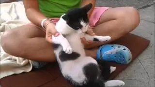 DubStep PusiCat ( HelloKitty )