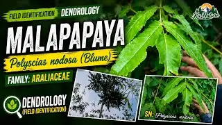 Malapapaya- Polyscias nodosa (Blume)/ Family Araliaceae- Dendrology (Field Identification)