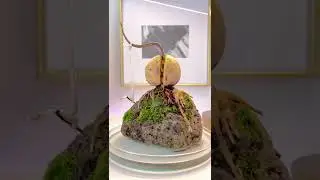 How to Grow an Avocado Plant Bonsai on a Rock (Part 3)