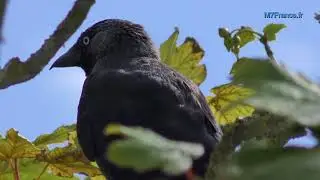 Choucas des Tours, Corbeau choucas ou Corneille des clochers, vid&eacute;o de Malay PHCAR