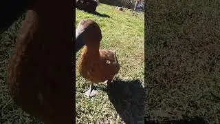 Duck Vibrating Head & Neck Featuring Daffy #duckbehavior #funnypets #ducks