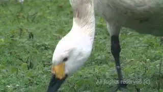 Whooper swan feeding at Slimbridge