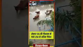सेक्टर 135 की गौशाला में फंसे 200 से ज्यादा गौवंश| Hindrise Gaushala| #ytshorts #shortsviral