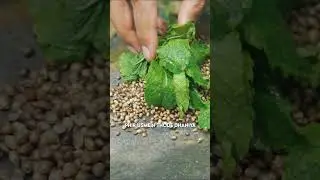 पहाड़ों की मशहूर Bhaang ki Chutney