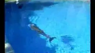 Happy Dolphins